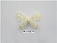 藏品(尺蛾325)的圖片